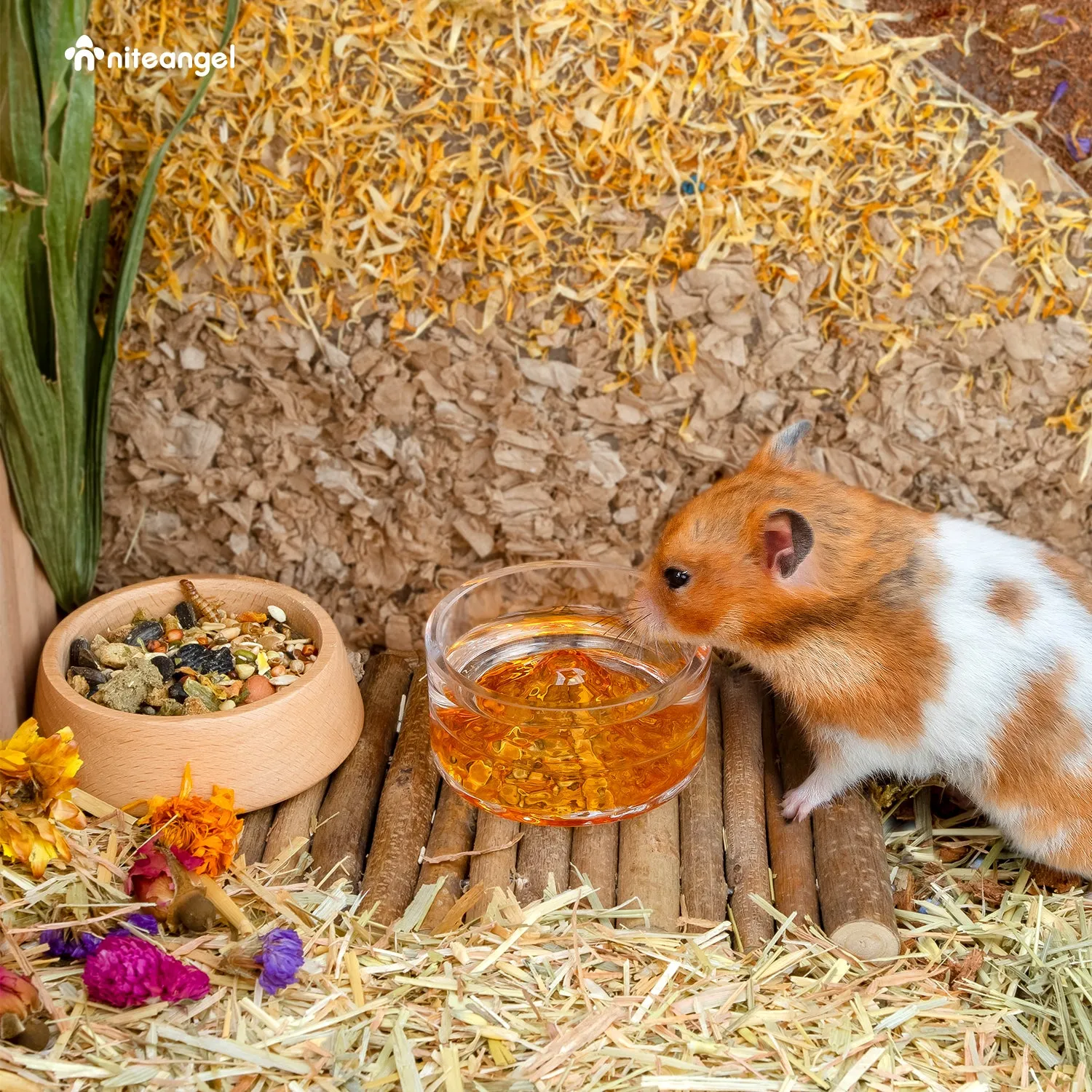 Niteangel Hamster Feeding & Water Bowls - Small Animal Glass Drinking Bowls for Dwarf Syrian Hamsters Gerbils Mice Rats or Other Similar-Sized Small Pets